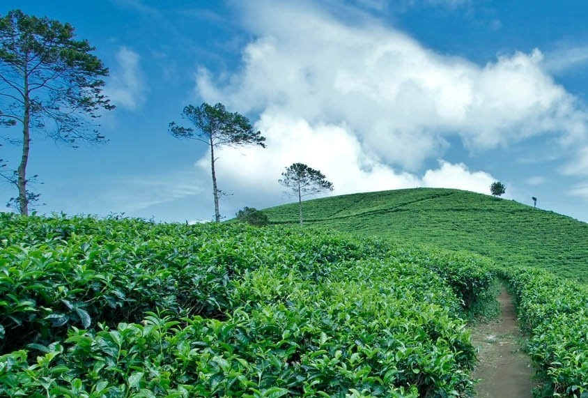 Kemuning, Desa di Kaki Gunung Lawu Tempat yang Pas Untuk